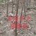 车厘子大樱桃树苗地栽嫁接苗盆栽樱桃苗樱桃树苗