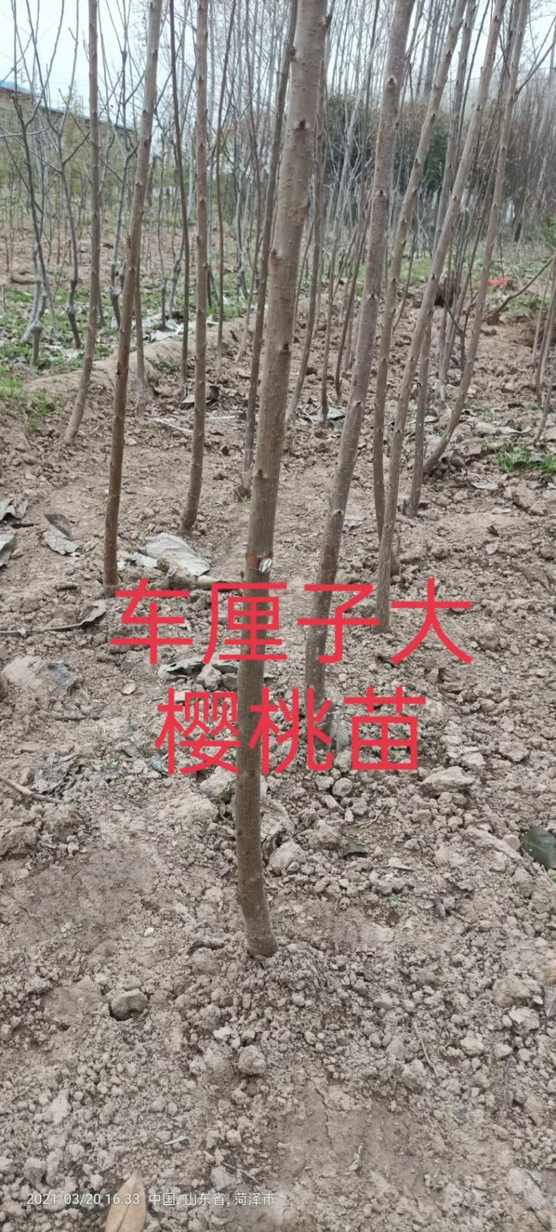 车厘子大樱桃树苗地栽嫁接苗盆栽樱桃苗樱桃树苗
