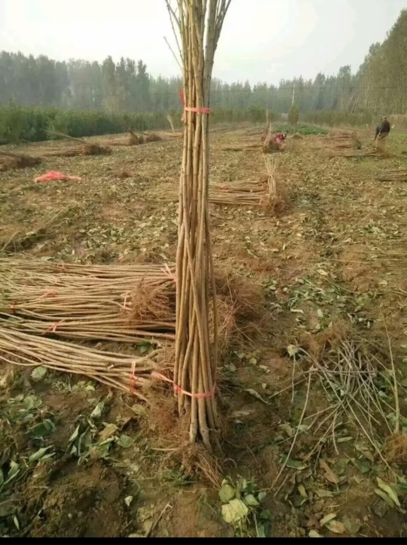 车厘子大樱桃树苗地栽嫁接苗盆栽樱桃苗樱桃树苗