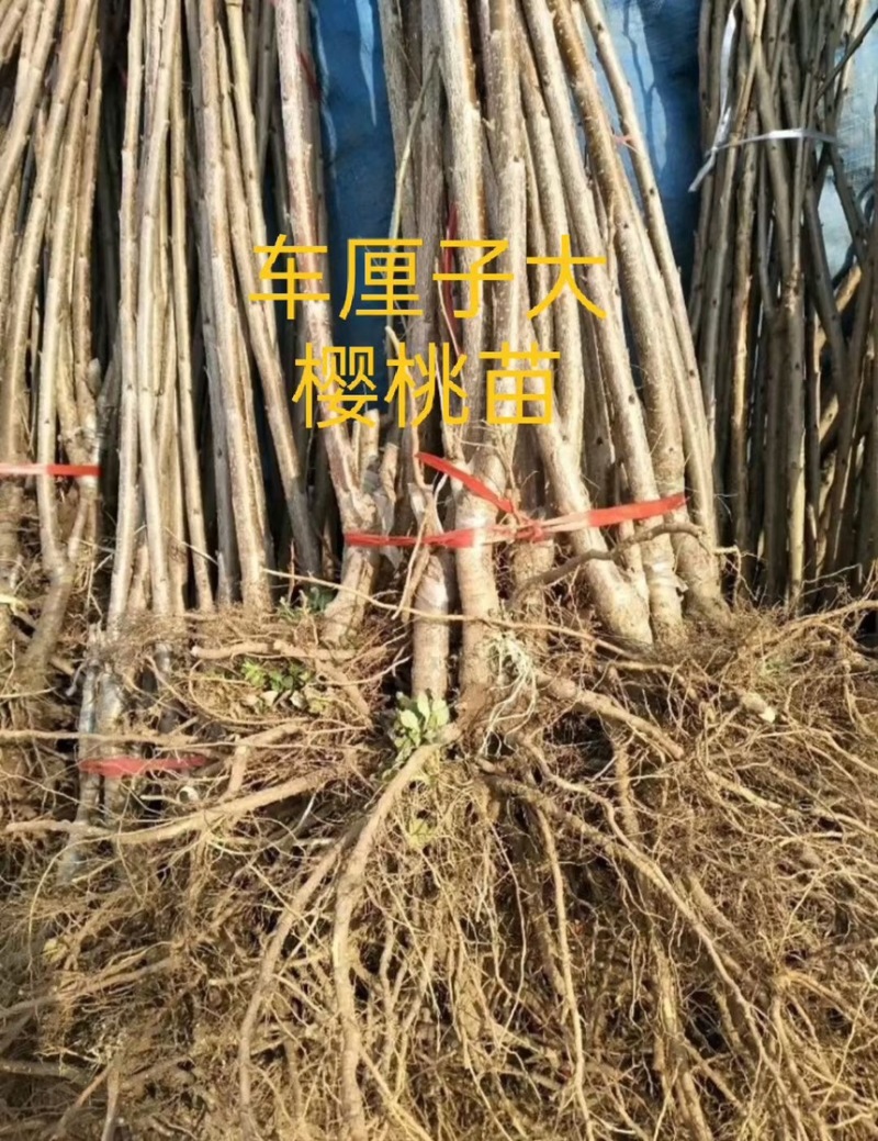 车厘子大樱桃树苗地栽嫁接苗盆栽樱桃苗樱桃树苗