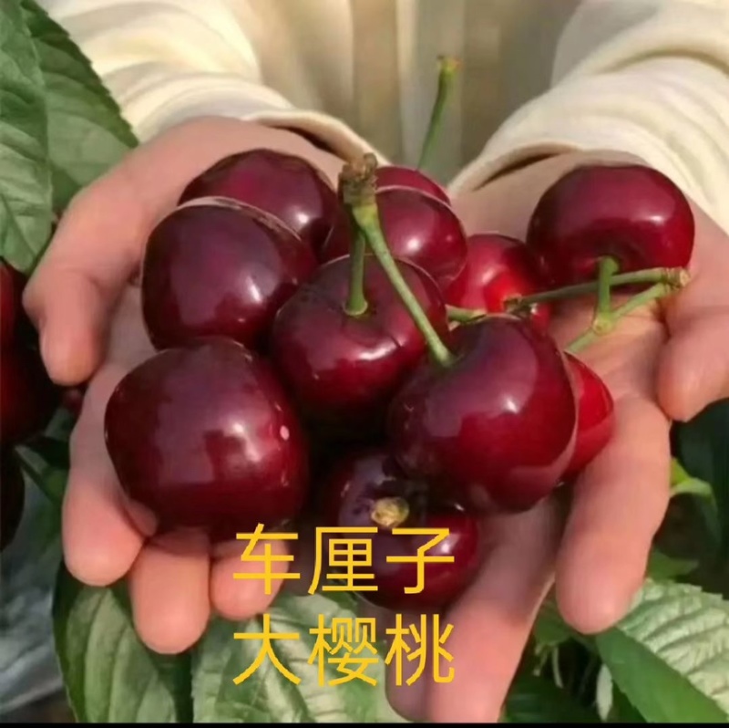 车厘子大樱桃树苗地栽嫁接苗盆栽樱桃苗樱桃树苗