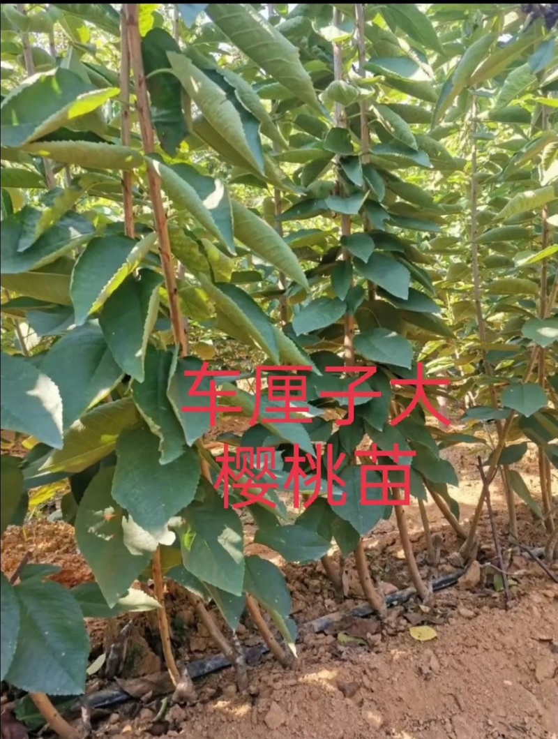 车厘子大樱桃树苗地栽嫁接苗盆栽樱桃苗樱桃树苗