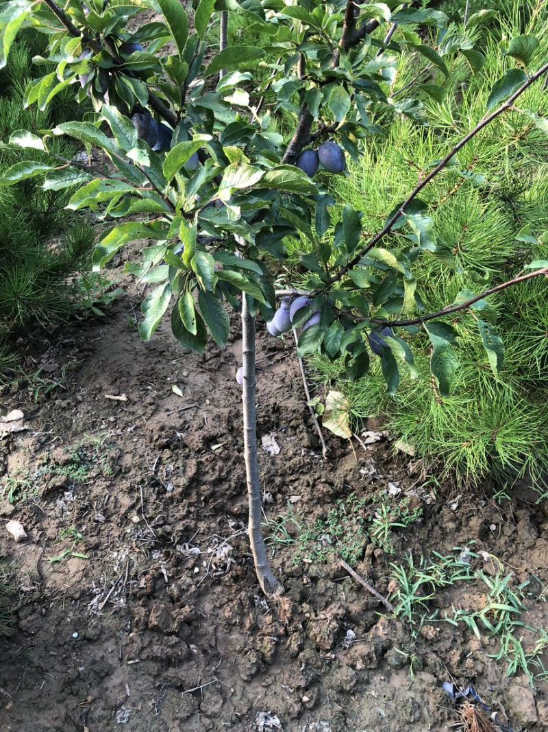 法兰西西梅苗西梅树苗嫁接果树