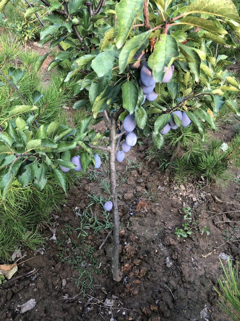 法兰西西梅苗西梅树苗嫁接果树