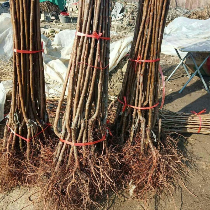 法兰西西梅苗西梅树苗嫁接果树