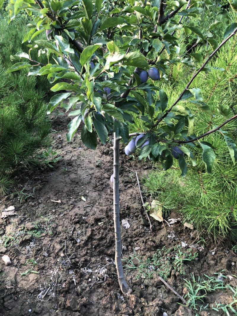 法兰西西梅苗西梅树苗嫁接果树