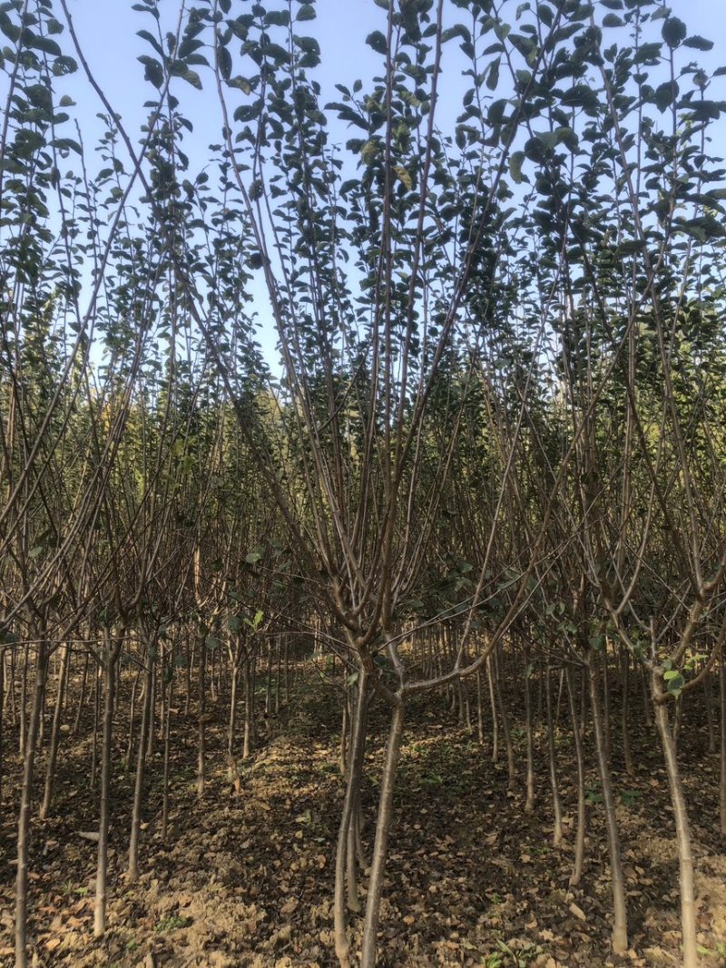 法兰西西梅苗西梅树苗嫁接果树