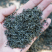 新茶高山绿茶松阳银猴香茶浓香型浙南茶叶市场批发直供