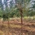 文冠果苗文冠果树苗状元花大树苗盆栽庭院地栽