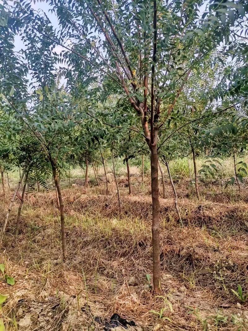 文冠果苗文冠果树苗状元花大树苗盆栽庭院地栽