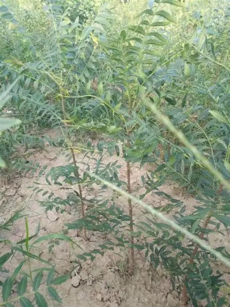 文冠果苗文冠果树苗状元花大树苗盆栽庭院地栽