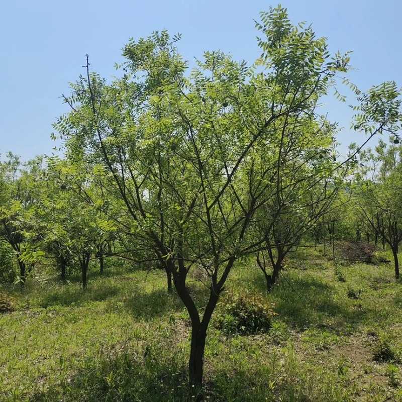 文冠果苗文冠果树苗状元花大树苗盆栽庭院地栽