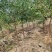 文冠果苗文冠果树苗状元花大树苗盆栽庭院地栽
