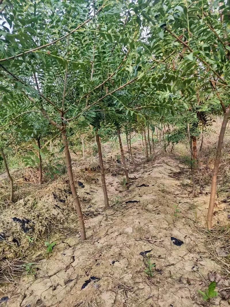 文冠果苗文冠果树苗状元花大树苗盆栽庭院地栽