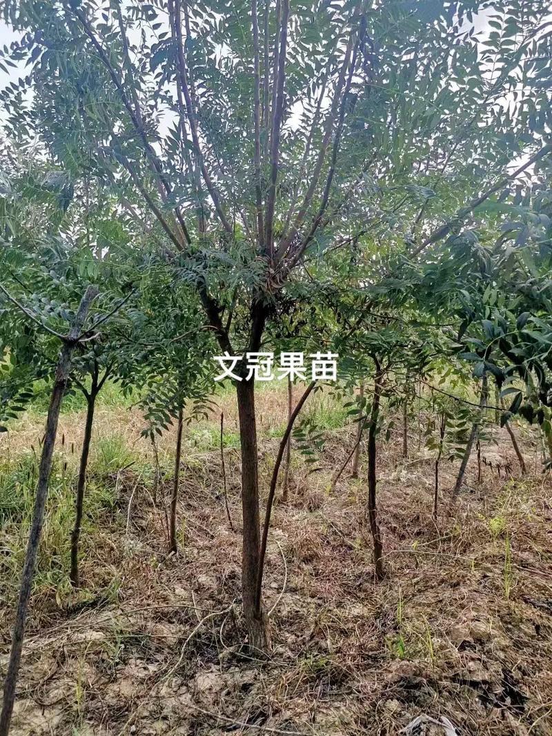 文冠果苗文冠果树苗状元花大树苗盆栽庭院地栽