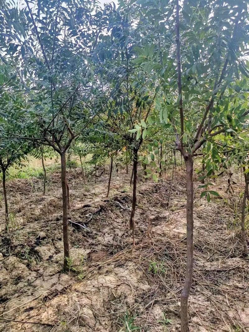 文冠果苗文冠果树苗状元花大树苗盆栽庭院地栽