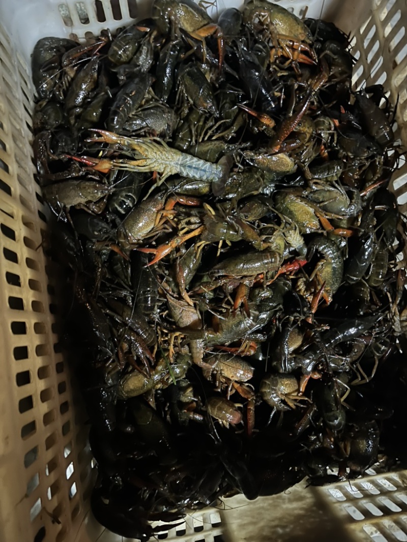 小龙虾
