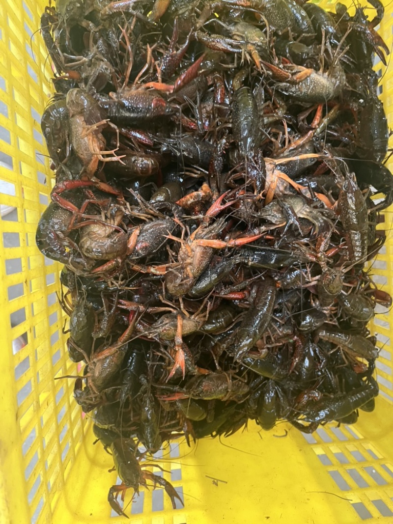 小龙虾