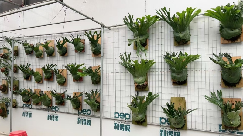 二岐鹿角蕨盆栽挂板定种植网红附生室内办公书房客厅观叶悬挂