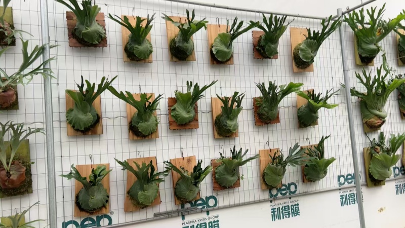 二岐鹿角蕨盆栽挂板定种植网红附生室内办公书房客厅观叶悬挂
