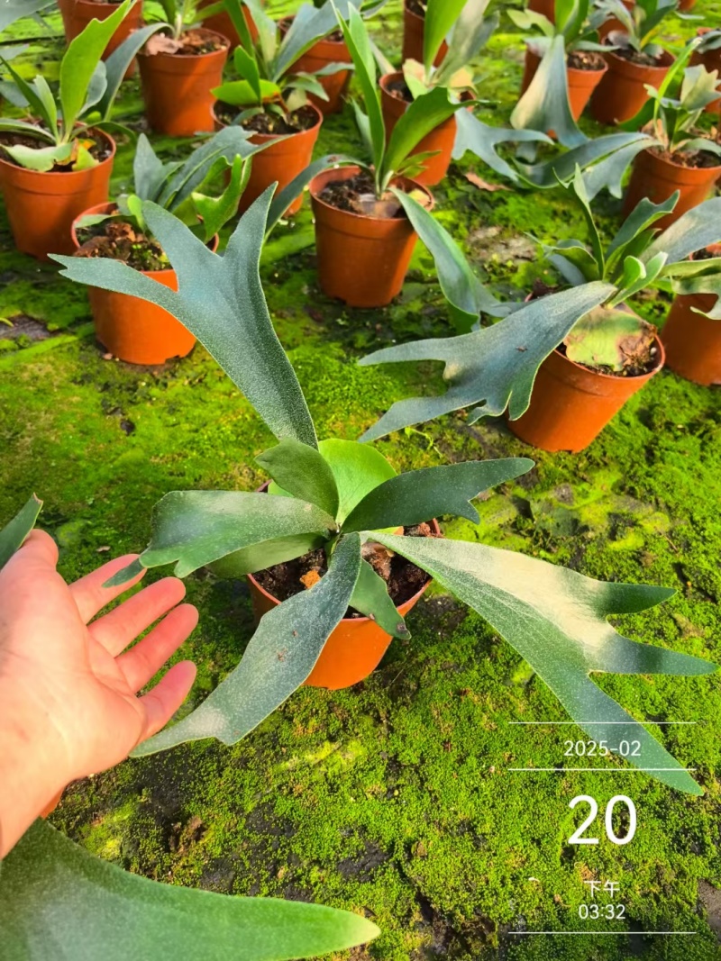二岐鹿角蕨盆栽挂板定种植网红附生室内办公书房客厅观叶悬挂