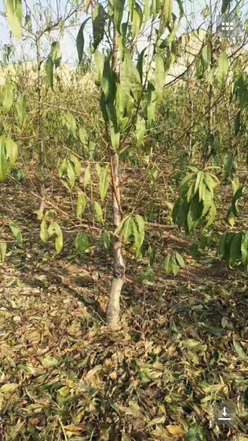 水蜜桃树苗桃树苗桃苗大冬桃珍珠油桃