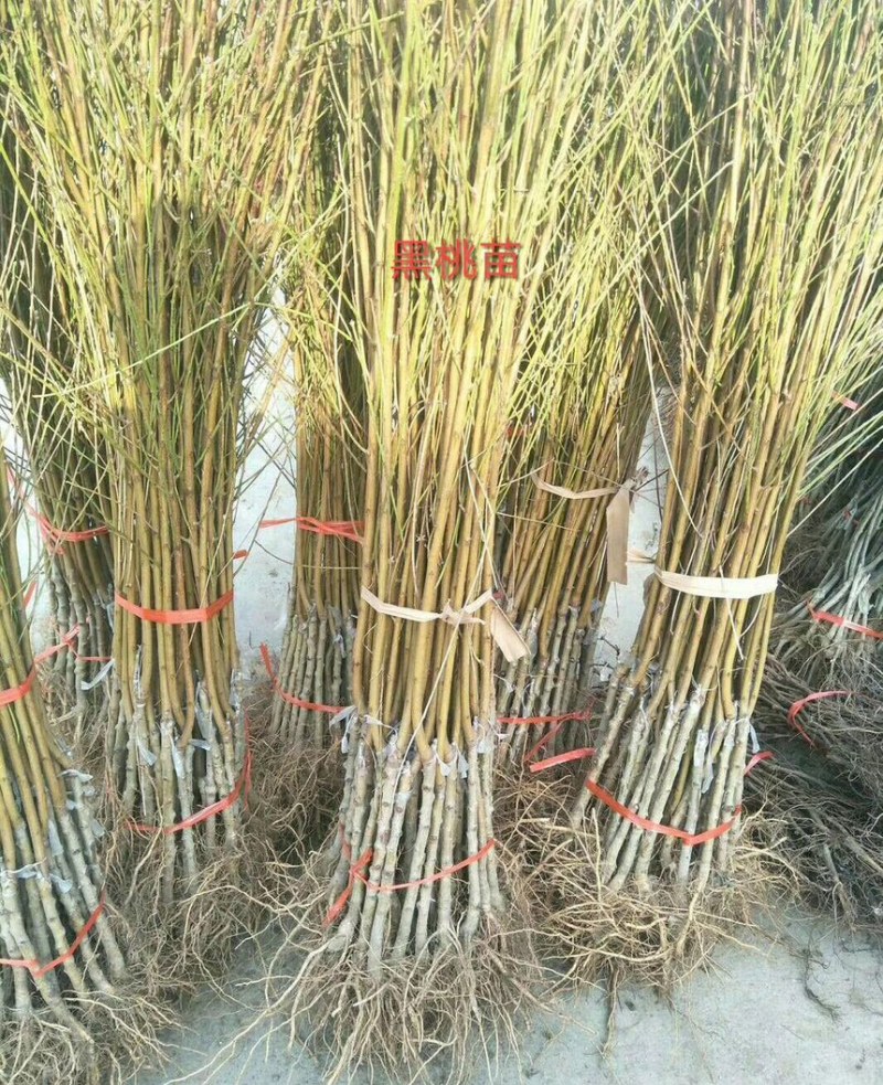 水蜜桃树苗桃树苗桃苗大冬桃珍珠油桃