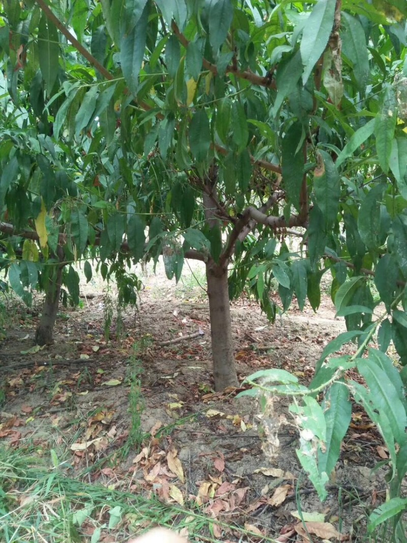 水蜜桃树苗桃树苗桃苗大冬桃珍珠油桃