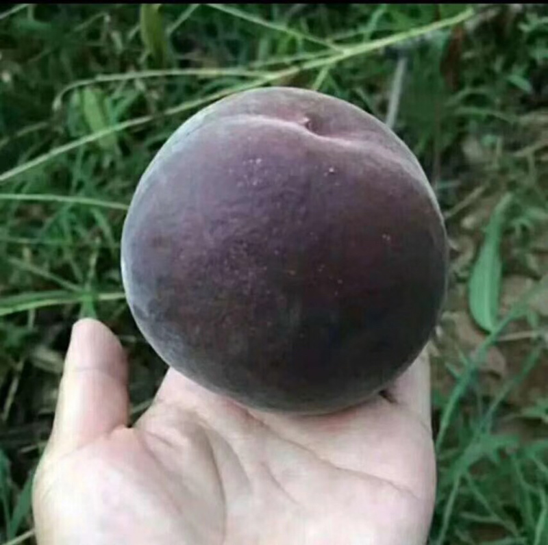 水蜜桃树苗桃树苗桃苗大冬桃珍珠油桃