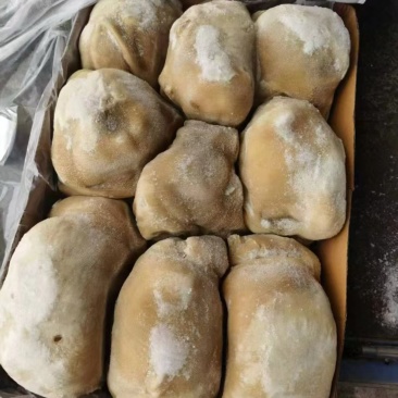 精品小牛肚大量订购高质量好品质欢迎订购