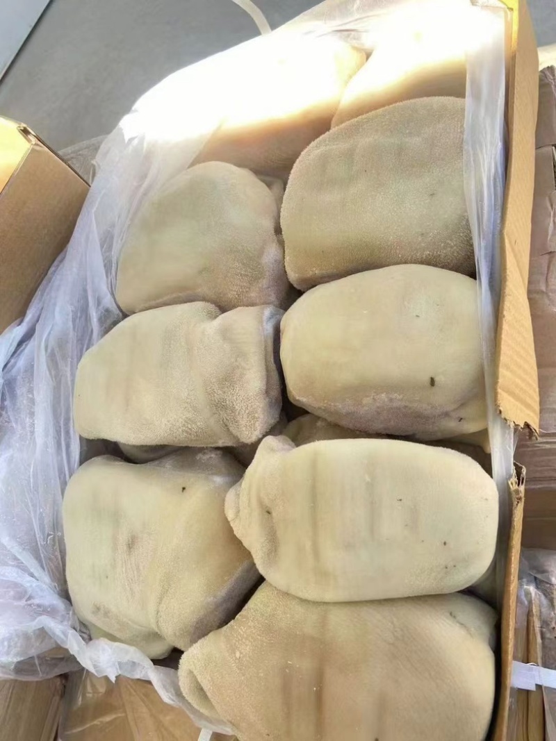 精品小牛肚大量订购高质量好品质欢迎订购