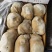 精品小牛肚大量订购高质量好品质欢迎订购