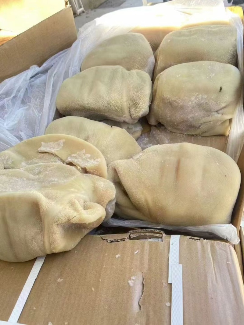 精品小牛肚大量订购高质量好品质欢迎订购