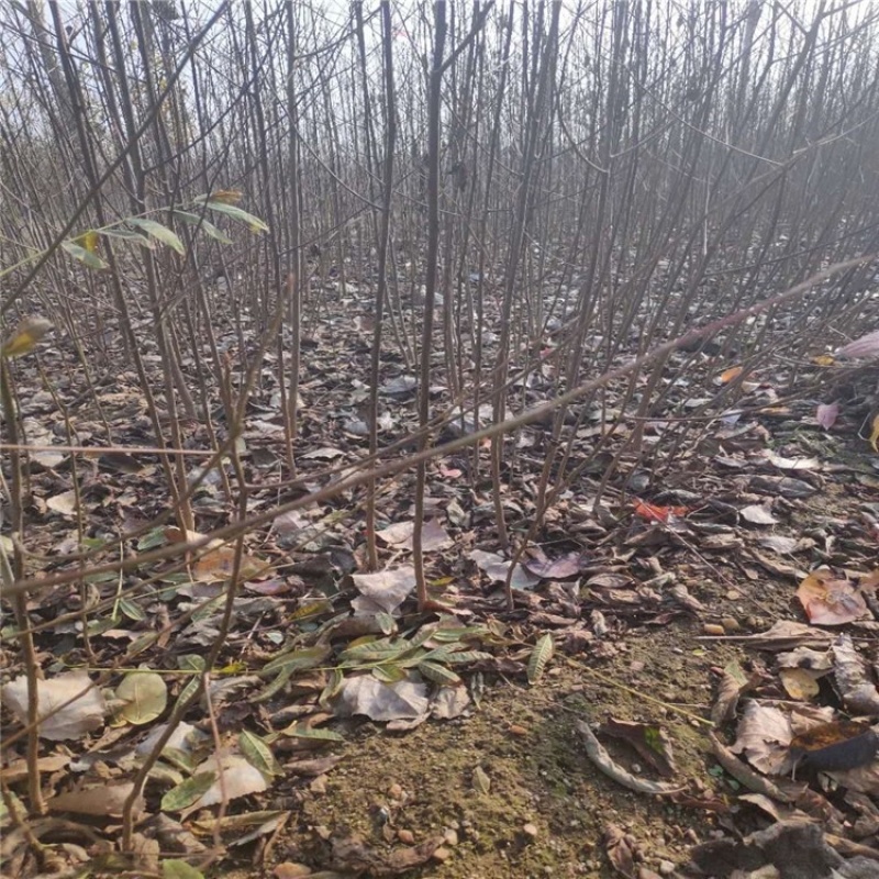 软枣苗无核黑枣苗野柿子苗君迁子苗嫁接柿子砧木