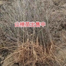 占地砧木小苗山桃苗嫁接桃树李子砧木
