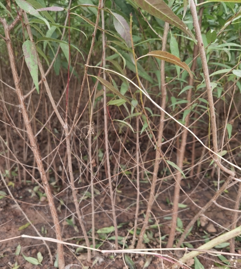 占地砧木小苗山桃苗嫁接桃树李子砧木