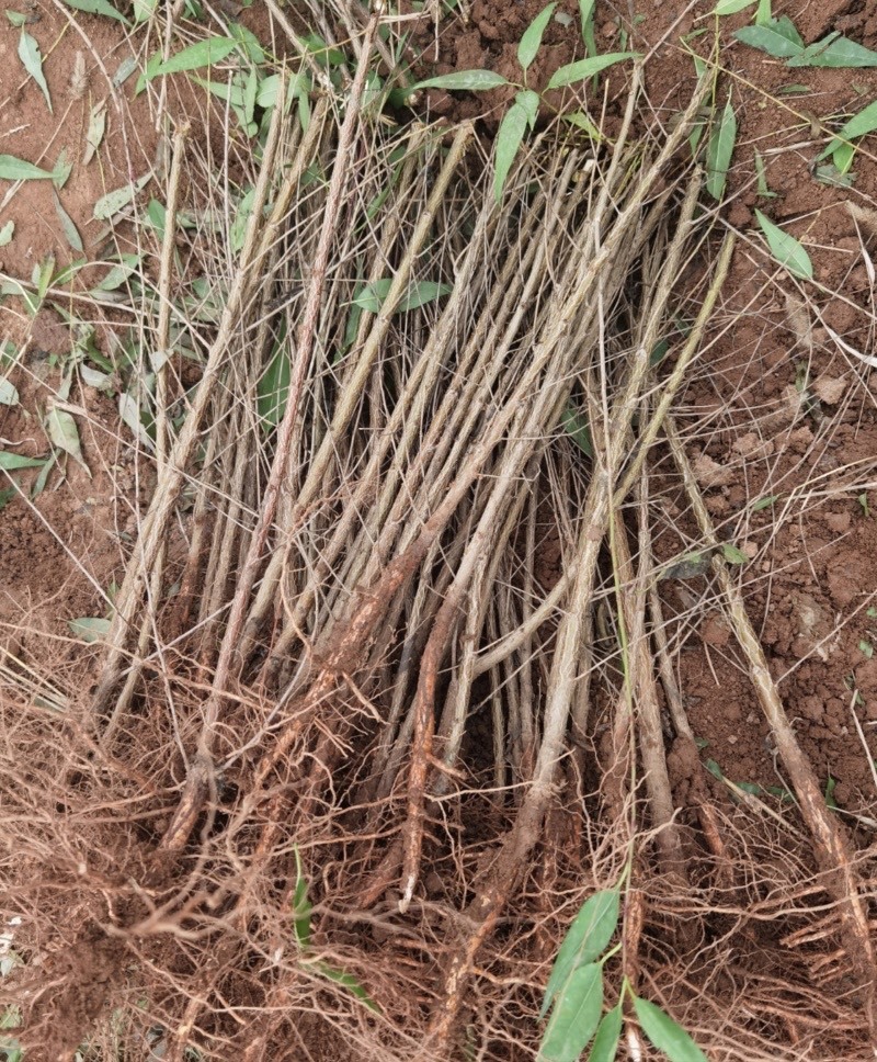 占地砧木小苗山桃苗嫁接桃树李子砧木