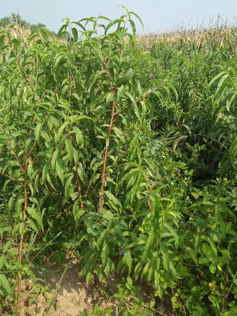占地砧木小苗山桃苗嫁接桃树李子砧木