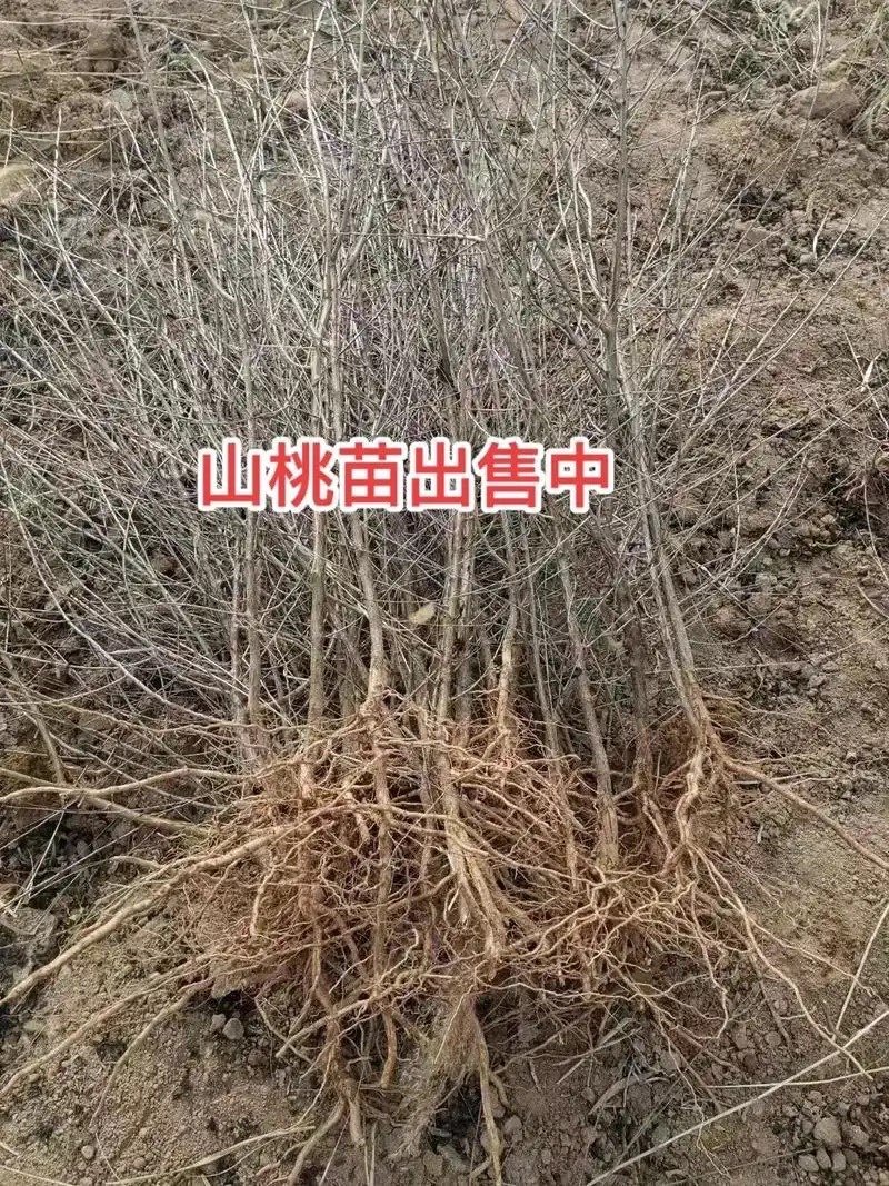 占地砧木小苗山桃苗嫁接桃树李子砧木