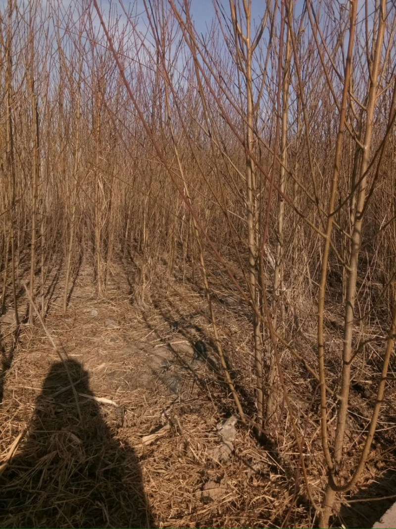 占地砧木小苗山桃苗嫁接桃树李子砧木