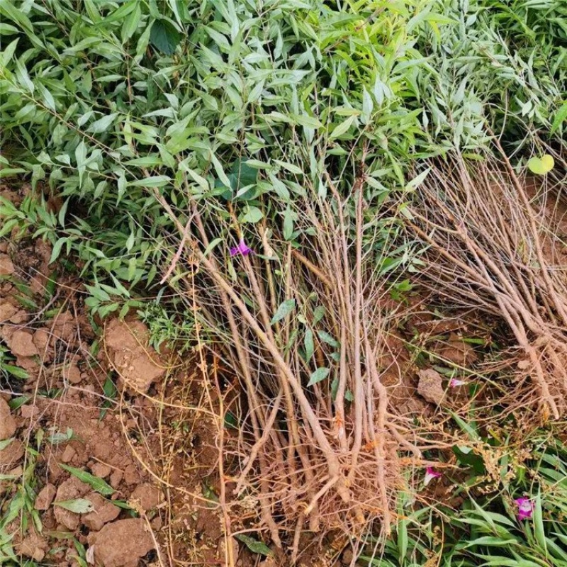 占地砧木小苗山桃苗嫁接桃树李子砧木