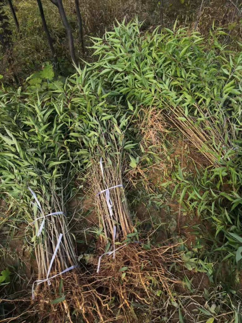 占地砧木小苗山桃苗嫁接桃树李子砧木