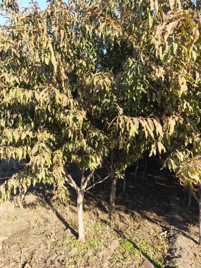 占地砧木小苗山桃苗嫁接桃树李子砧木