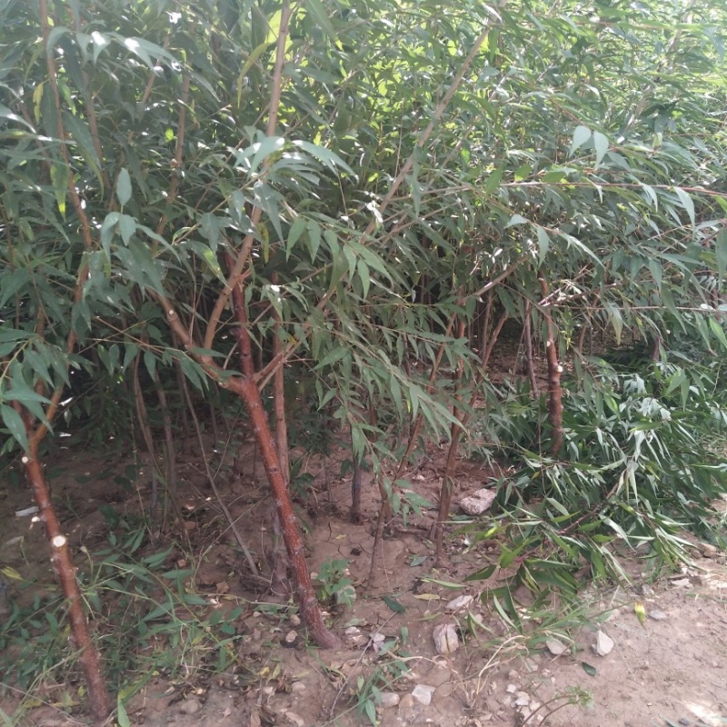 占地砧木小苗山桃苗嫁接桃树李子砧木