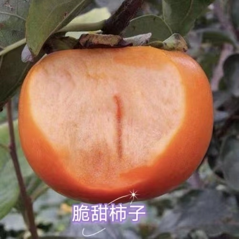 日本甜柿子苗阳丰柿子树苗火晶火罐火葫芦柿子树苗