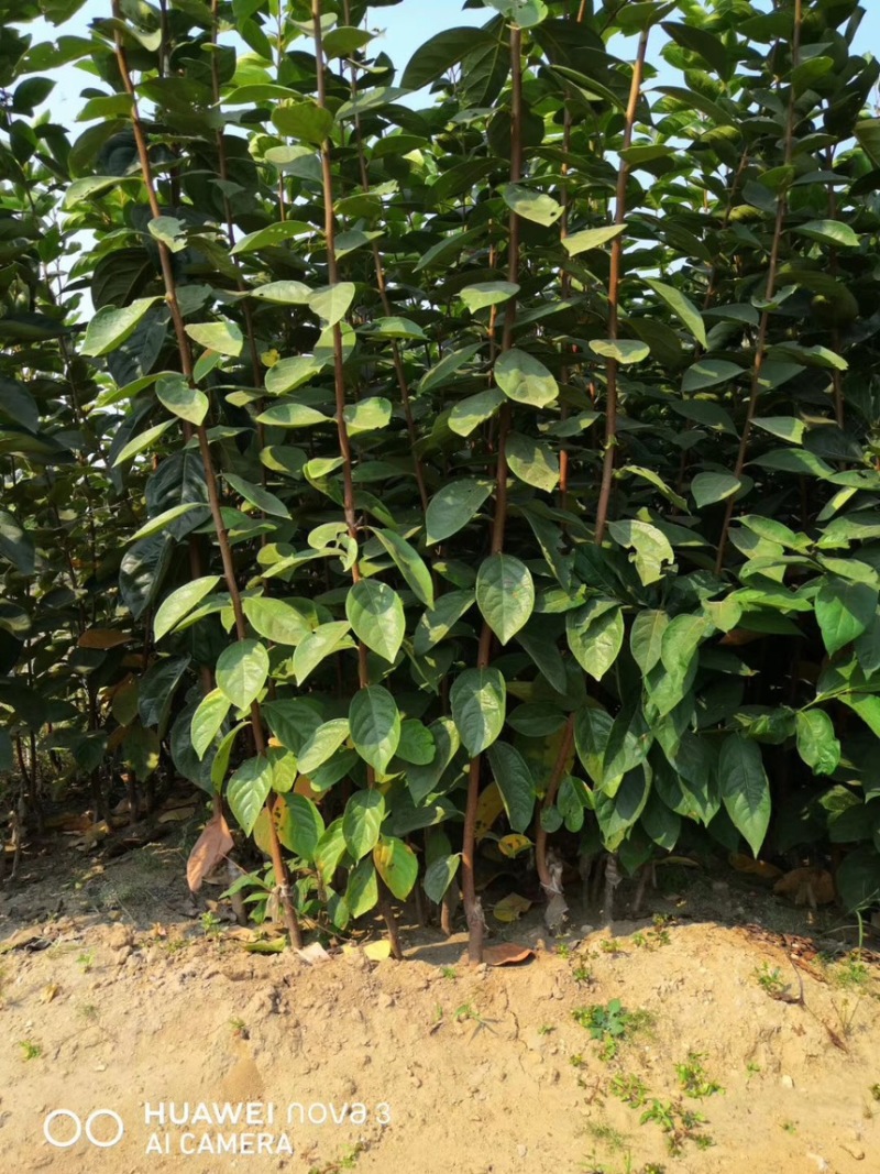 日本甜柿子苗阳丰柿子树苗火晶火罐火葫芦柿子树苗
