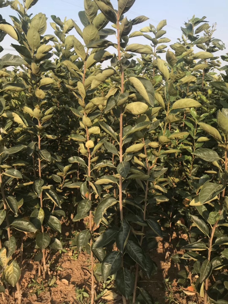 日本甜柿子苗阳丰柿子树苗火晶火罐火葫芦柿子树苗