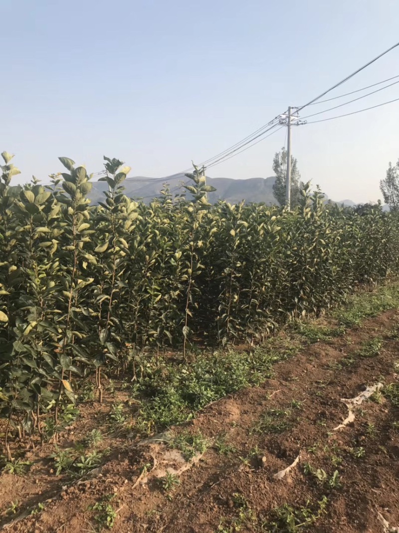 日本甜柿子苗阳丰柿子树苗火晶火罐火葫芦柿子树苗