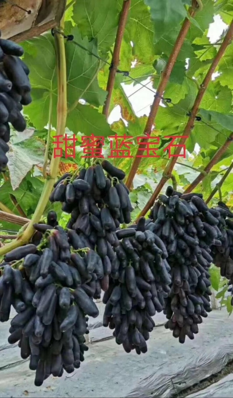 葡萄树苗葡萄苗