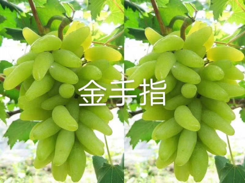 葡萄树苗葡萄苗
